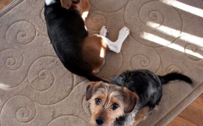 Protecting Your Hardwood Floors from Dog Paws