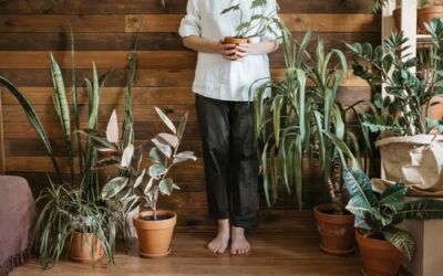 Hardwood Flooring and Indoor Plants