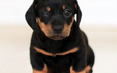 Choosing The Best Hardwood Floors For Dogs