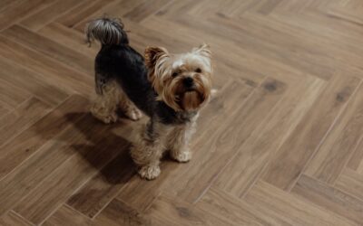 How to Protect Hardwood Floors from Pets?